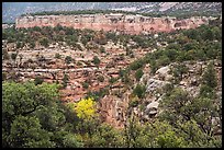 Sand Canyon with cottonwood in fall foliage. Canyon of the Ancients National Monument, Colorado, USA ( color)