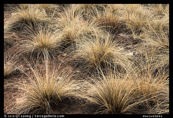 Grasses. Canyon of the Anciens National Monument, Colorado, USA (color)