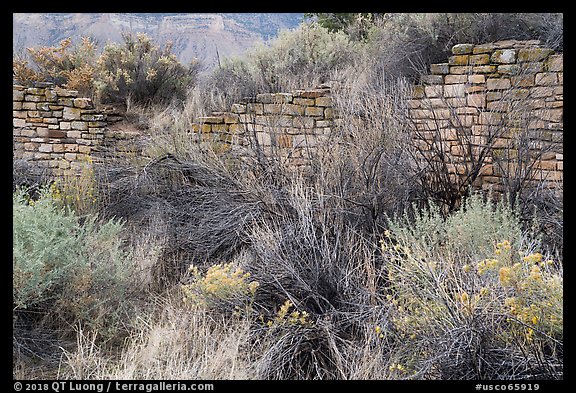 Shrubs and Lower House wall. Yucca House National Monument, Colorado, USA (color)