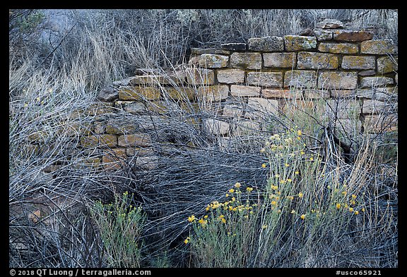 Shrubs and wall detail. Yucca House National Monument, Colorado, USA (color)