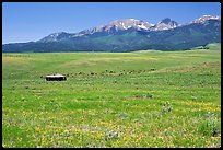 Meadow, Sangre de Cristo range. Colorado, USA ( color)
