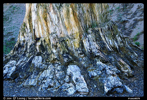 Petrified stump, Florissant Fossil Beds National Monument. Colorado, USA (color)