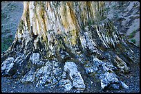 Petrified stump, Florissant Fossil Beds National Monument. Colorado, USA (color)