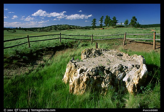 Petrified stump, Florissant Fossil Beds National Monument. Colorado, USA