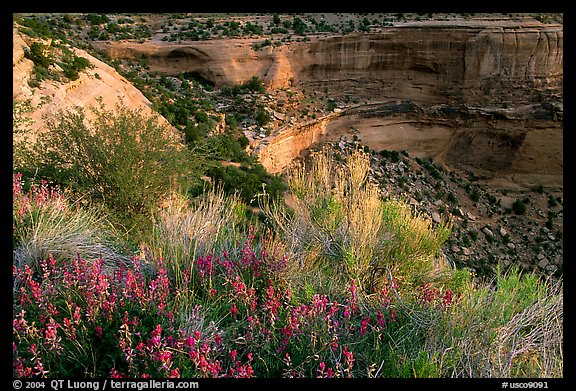 Indian Paintbrush and sandstone cliffs. Colorado National Monument, Colorado, USA (color)