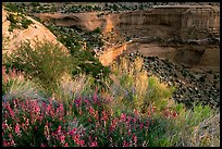 Indian Paintbrush and sandstone cliffs. Colorado National Monument, Colorado, USA (color)