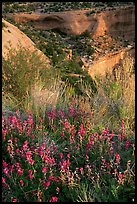 Indian Paintbrush and sandstone cliffs. Colorado National Monument, Colorado, USA (color)