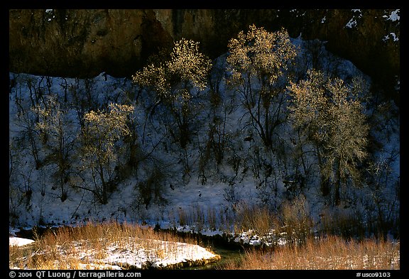 Trees in winter, Riffle Canyon. Colorado, USA (color)