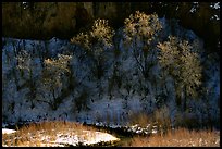 Trees in winter, Riffle Canyon. Colorado, USA (color)