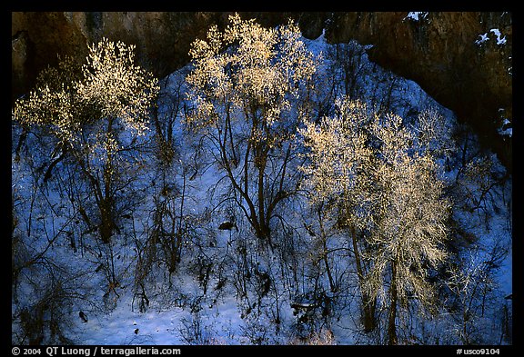 Trees in winter, Riffle Canyon. Colorado, USA (color)