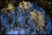 Trees in winter, Riffle Canyon. Colorado, USA ( color)