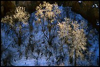 Trees in winter, Riffle Canyon. Colorado, USA