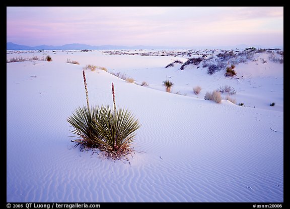 Yuccas and gypsum dunes, dawn. White Sands National Monument, New Mexico, USA (color)