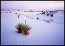 Yuccas and gypsum dunes, dawn, White Sands National Monument. USA ( color)