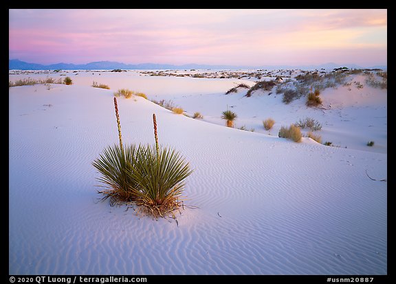 Yucca and white gypsum dune at sunrise. White Sands National Park (color)