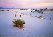 Yucca and white gypsum dune at sunrise. White Sands National Park ( color)