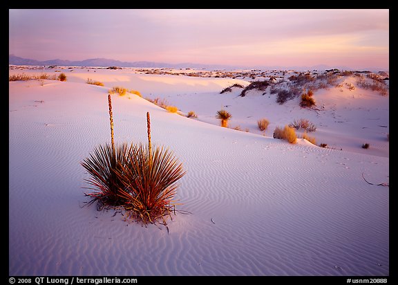 Soap Yucca and white gypsum dune field at sunrise. White Sands National Park, New Mexico, USA.