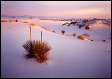 Yucca and white gypsum sand at sunrise, White Sands National Monument. USA ( color)