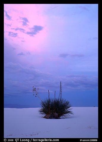 Lone yucca plants at sunset. White Sands National Park, New Mexico, USA.