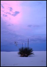 Lone yucca plants at sunset. White Sands National Monument, New Mexico, USA ( color)