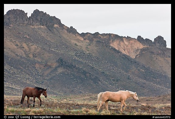Wild horses. Shiprock, New Mexico, USA