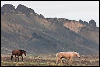 Wild horses. Shiprock, New Mexico, USA