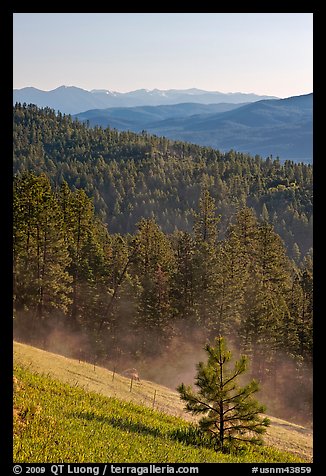 Slope with meadow and forest, Carson National Forest. New Mexico, USA