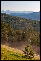 Slope with meadow and forest, Carson National Forest. New Mexico, USA