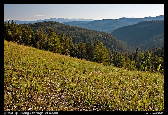 Wildflowers, forest and mountains, Carson National Forest. New Mexico, USA