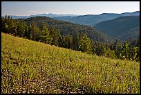 Wildflowers, forest and mountains, Carson National Forest. New Mexico, USA ( color)