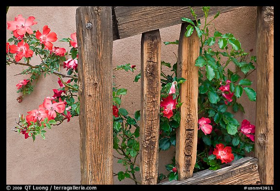 Door and roses, Chimayo Shrine. New Mexico, USA