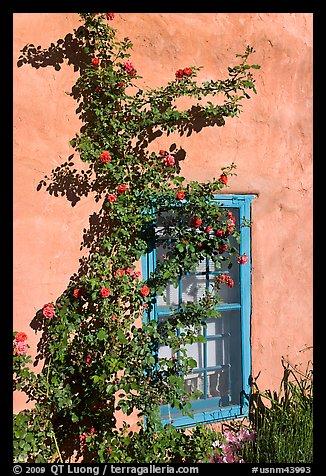 Roses, adobe wall, and blue window. Santa Fe, New Mexico, USA