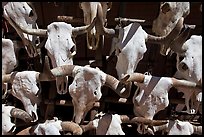 Cow skulls for sale. Santa Fe, New Mexico, USA