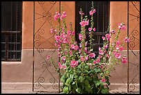 Flowers and wall, Church San Felipe de Neri. Albuquerque, New Mexico, USA (color)