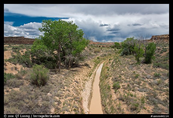 Arroyo and cottonwoods. Chaco Culture National Historic Park, New Mexico, USA (color)