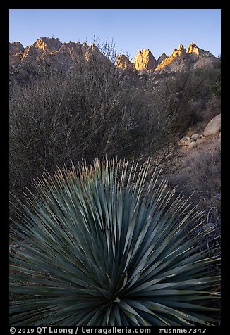 Sotol and Needles. Organ Mountains Desert Peaks National Monument, New Mexico, USA (color)