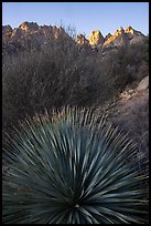 Sotol and Needles. Organ Mountains Desert Peaks National Monument, New Mexico, USA ( color)