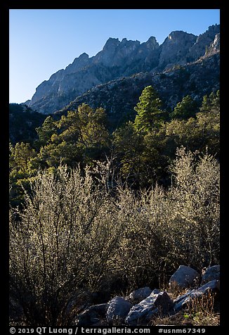 Forested slopes below Organ Needles. Organ Mountains Desert Peaks National Monument, New Mexico, USA