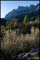 Forested slopes below Organ Needles. Organ Mountains Desert Peaks National Monument, New Mexico, USA ( color)