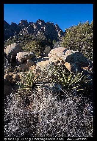 Desert plants and Organ Needles. Organ Mountains Desert Peaks National Monument, New Mexico, USA (color)