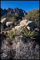 Desert plants and Organ Needles. Organ Mountains Desert Peaks National Monument, New Mexico, USA ( color)