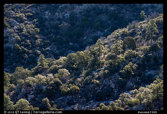 Forested ridge. Organ Mountains Desert Peaks National Monument, New Mexico, USA (color)