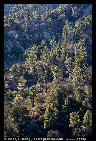 Pine trees on ridge. Organ Mountains Desert Peaks National Monument, New Mexico, USA