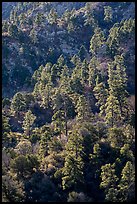 Pine trees on ridge. Organ Mountains Desert Peaks National Monument, New Mexico, USA ( color)