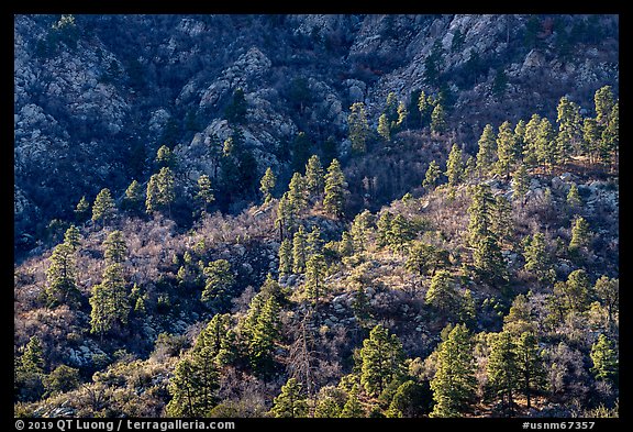 Ridges with Ponderosa Pine trees on west side of Organ Mountains. Organ Mountains Desert Peaks National Monument, New Mexico, USA