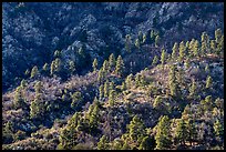 Ridges with Ponderosa Pine trees on west side of Organ Mountains. Organ Mountains Desert Peaks National Monument, New Mexico, USA ( color)