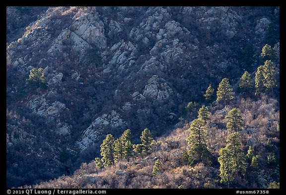 Pine trees at the base of Organ Mountains. Organ Mountains Desert Peaks National Monument, New Mexico, USA