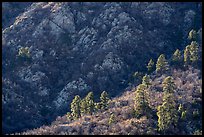 Pine trees at the base of Organ Mountains. Organ Mountains Desert Peaks National Monument, New Mexico, USA ( color)