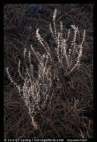 Close-up of shurb and pine needles. Organ Mountains Desert Peaks National Monument, New Mexico, USA (color)