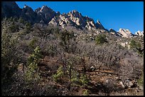 Bare trees in winter below the Needles above Aguirre Springs. Organ Mountains Desert Peaks National Monument, New Mexico, USA ( color)